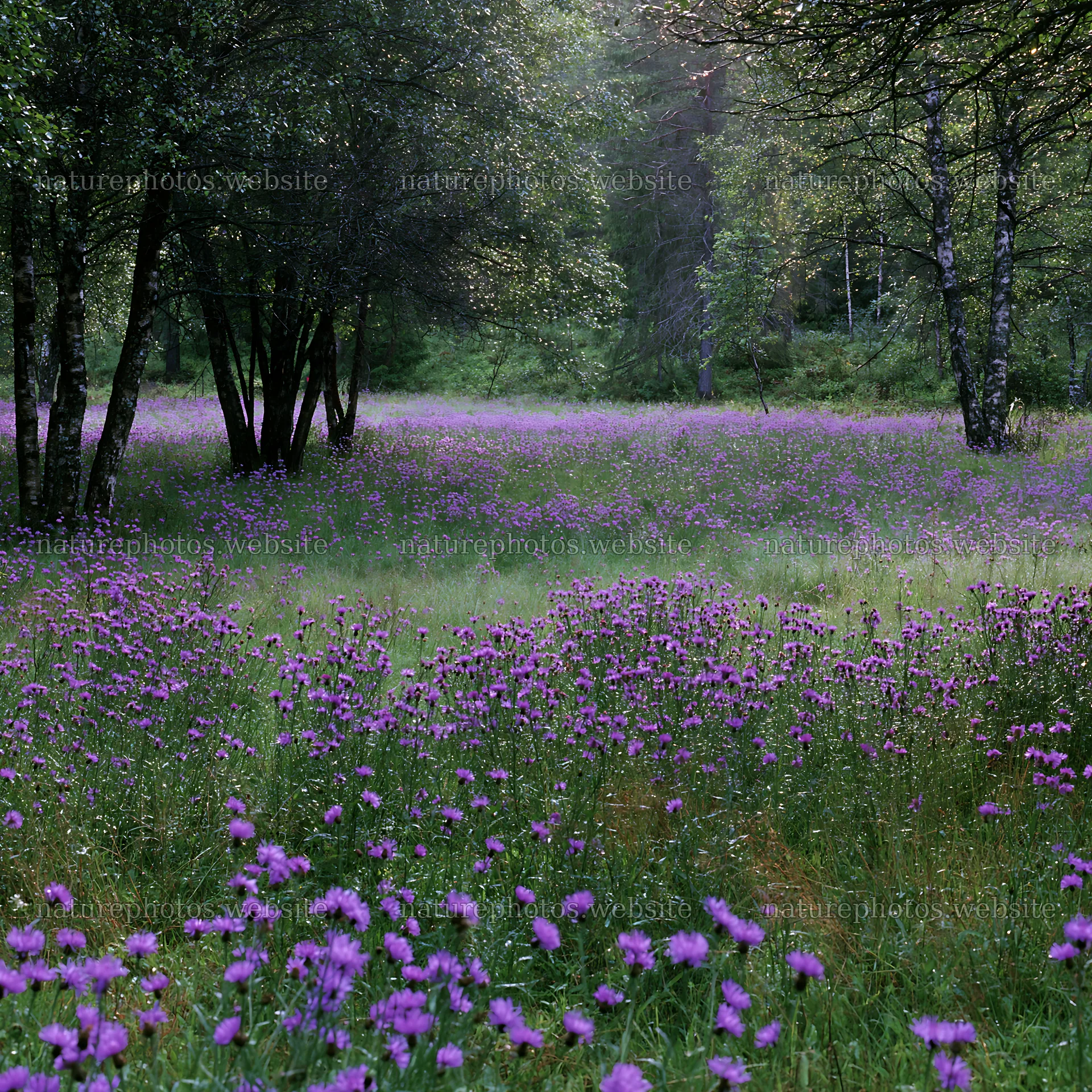 Meadow filled with wildflowers at the edge of a forest – nature photos 7938x7938