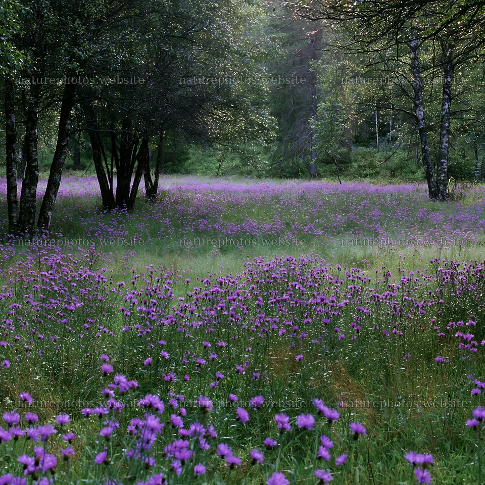 Meadow filled with wildflowers at the edge of a forest – nature photos 7938x7938