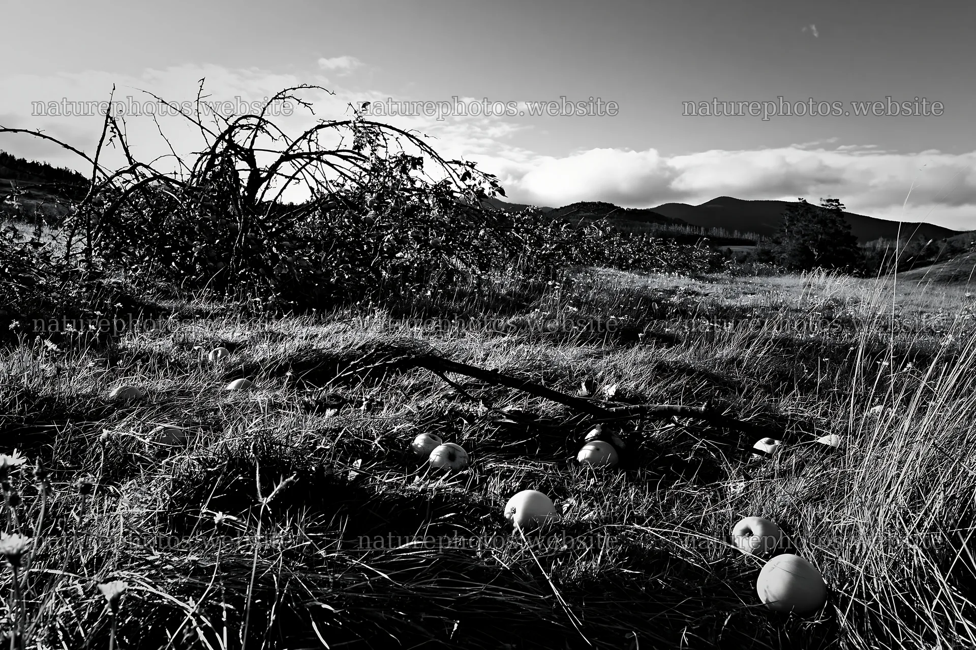 Highland apple meadow with fallen apples and tree branches – nature photos 9722x6480