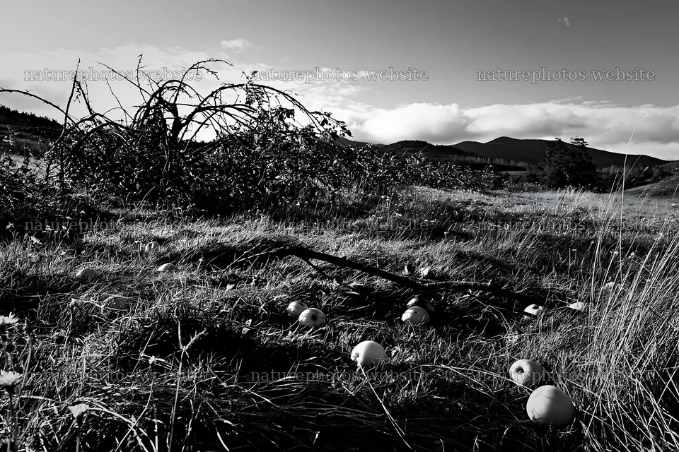 Highland apple meadow with fallen apples and tree branches – nature photos 9722x6480