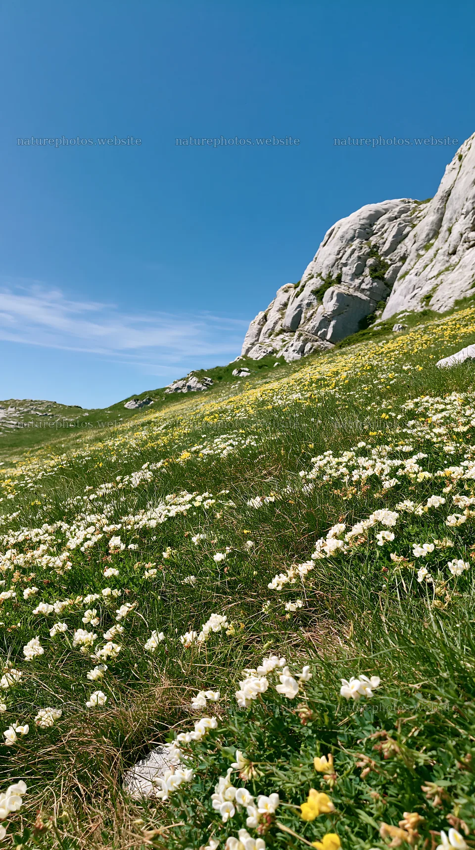 Sunny limestone meadow with flowers and rocky hills – nature photos 5938x10608