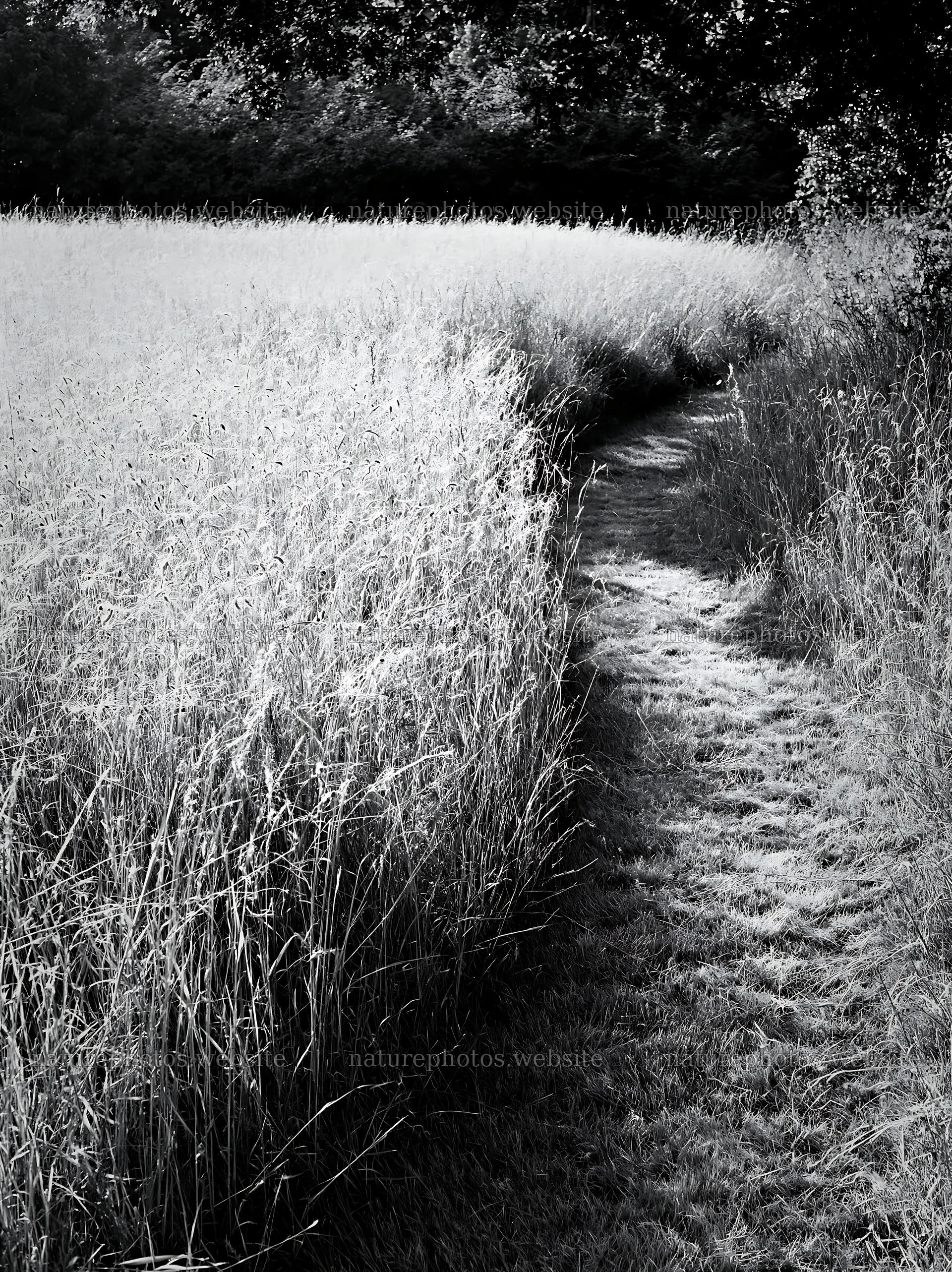 Seedhead meadow with a path through tall grass – nature photos 6866x9174