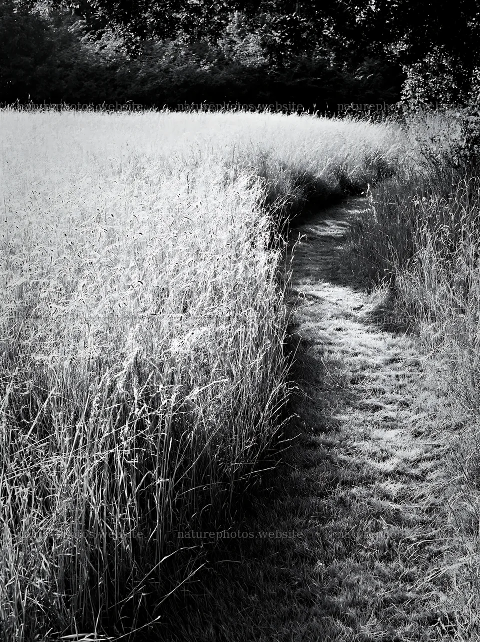 Seedhead meadow with a path through tall grass – nature photos 6866x9174