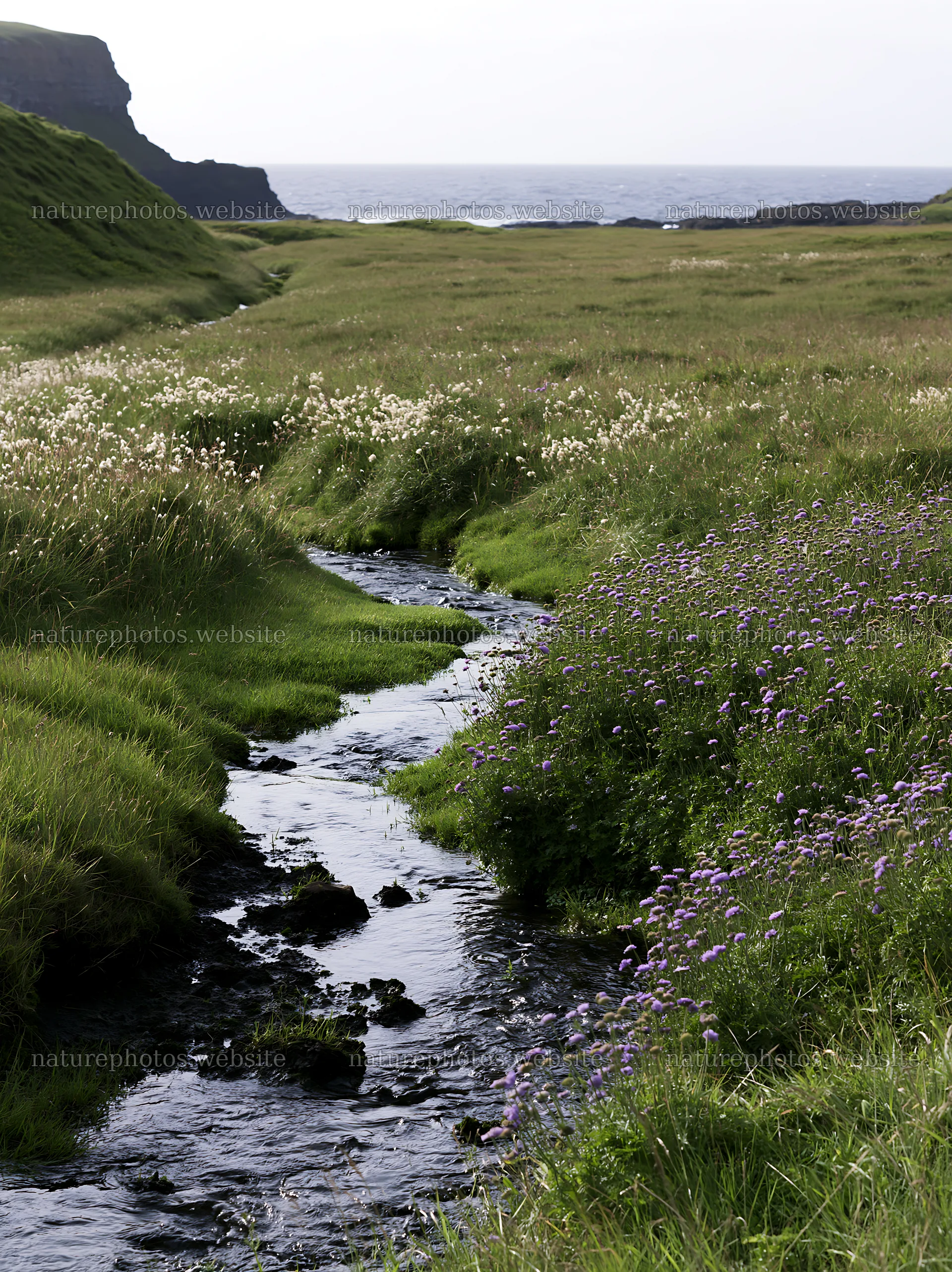 High contrast meadow stream landscape with flowers – nature photos 6866x9174