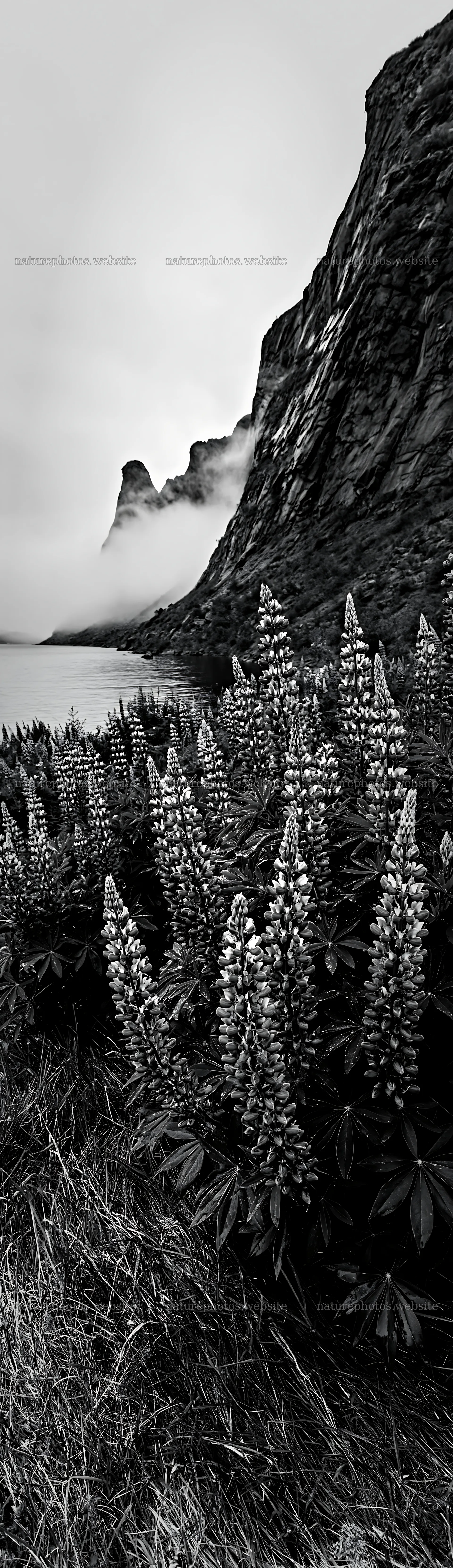 Lupin meadow with mountains and lake under cloudy sky – nature photos 4268x14762