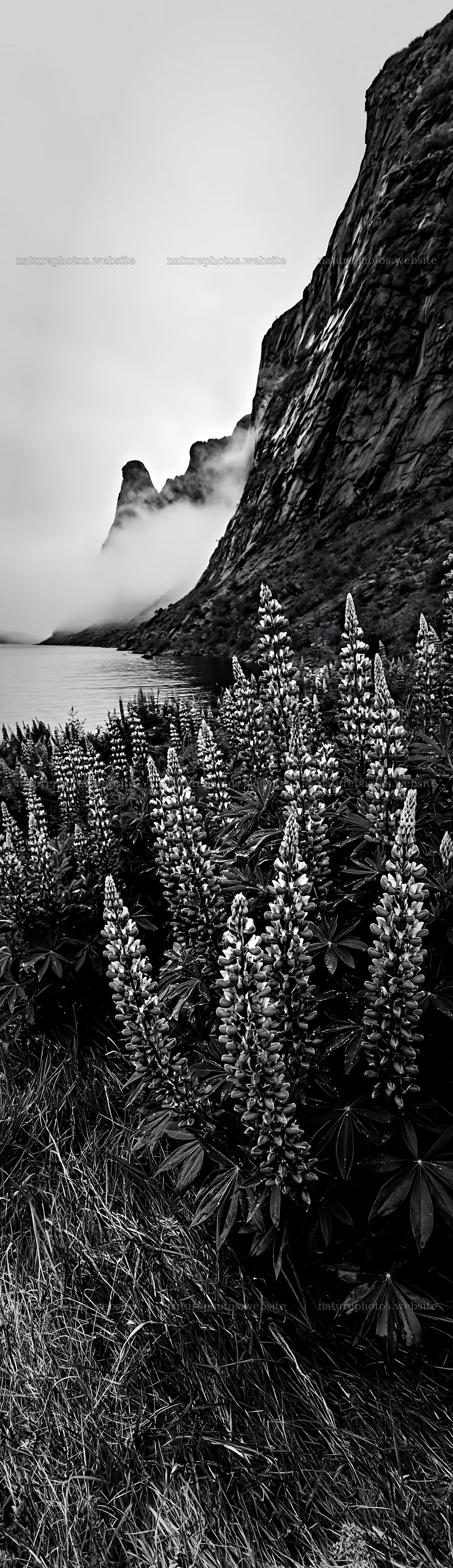 Lupin meadow with mountains and lake under cloudy sky – nature photos 4268x14762