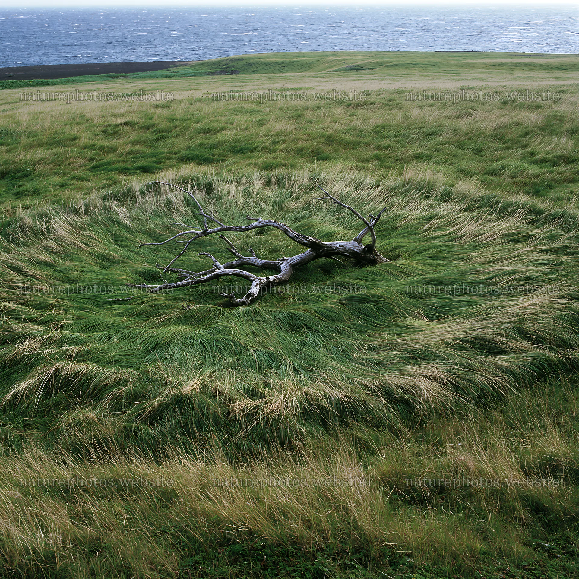 Ishikawa coastal meadow with storm washed driftwood – nature photos 7938x7938