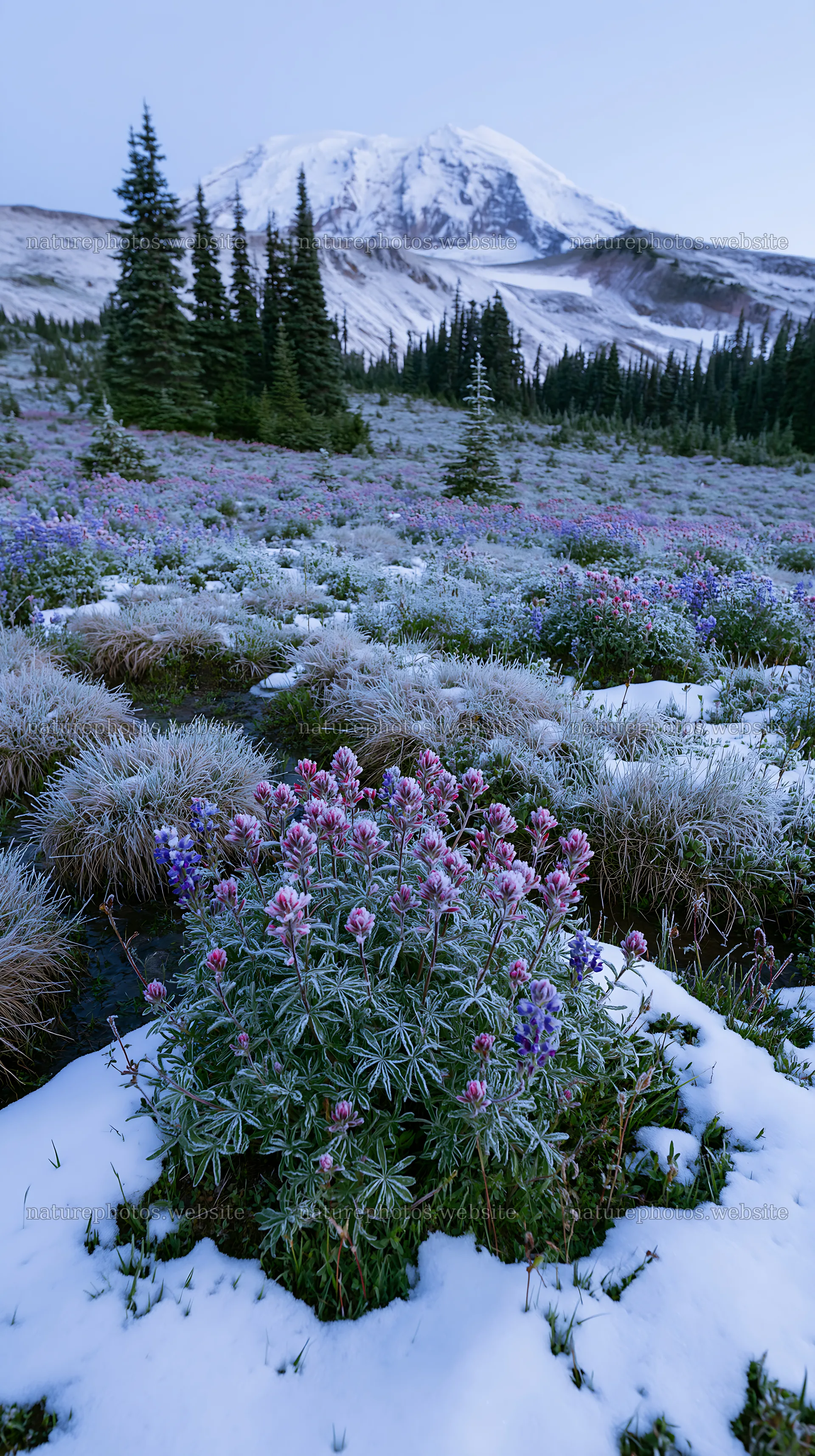 Snowbound meadow with flowers and mountains in winter – nature photos 5938x10608
