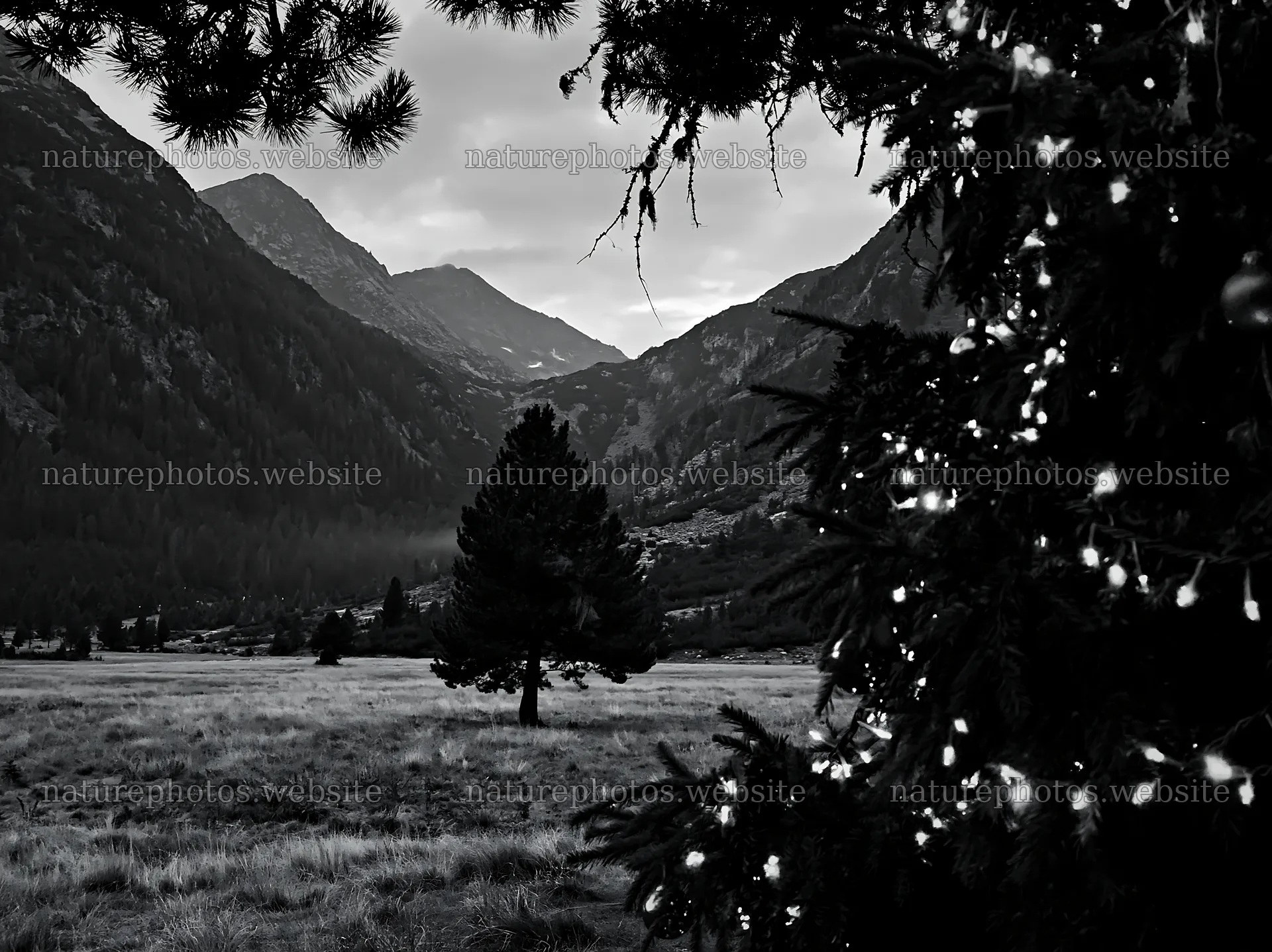 Christmas tree in a mountain valley meadow – nature photos 9174x6866