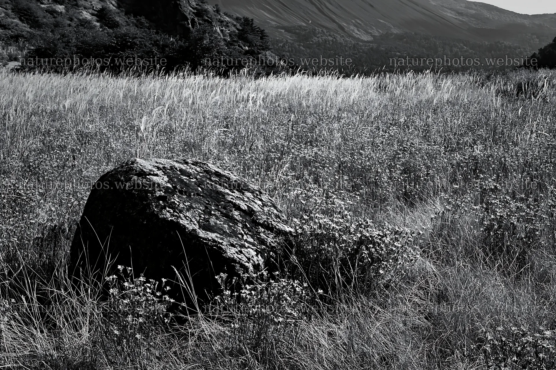 Granite boulder in drought resilient meadow of Nagano – nature photos 9722x6480