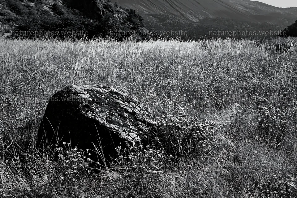 Granite boulder in drought resilient meadow of Nagano – nature photos 9722x6480