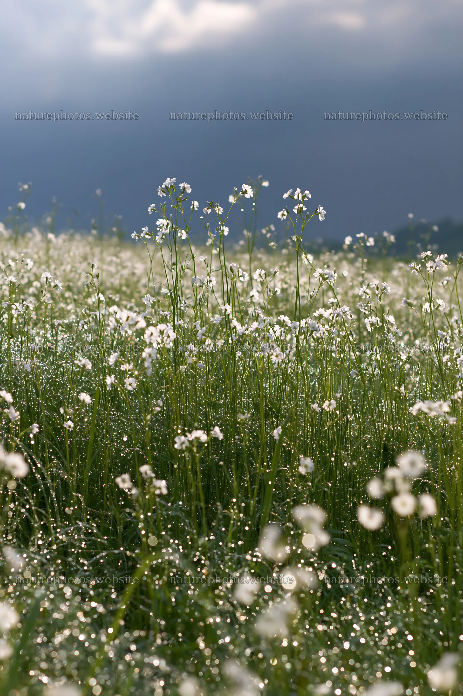 Niigata floodplain restoration meadow dew foreground – nature photos 6480x9722