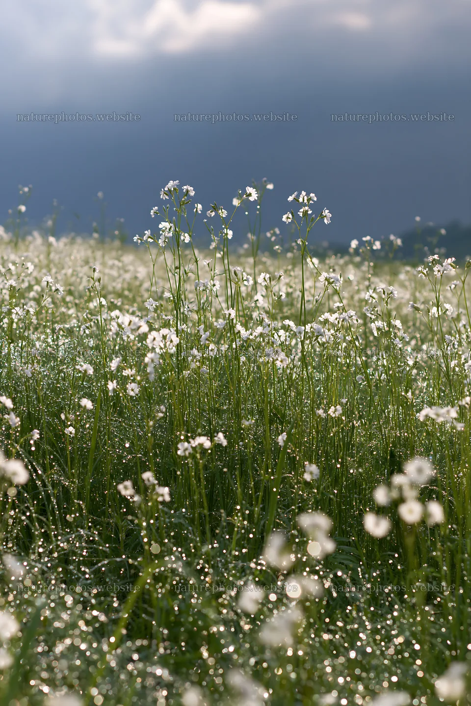 Niigata floodplain restoration meadow dew foreground – nature photos 6480x9722