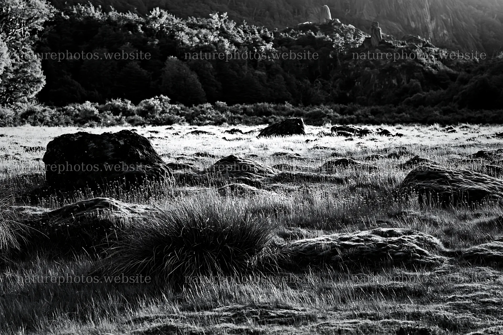 Mossy boulders in a meadow during daylight – nature photos 9722x6480