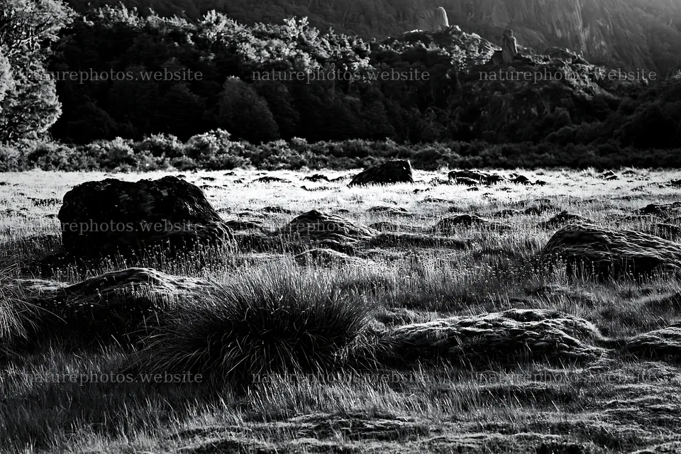 Mossy boulders in a meadow during daylight – nature photos 9722x6480