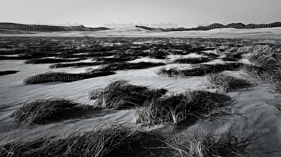Tottori windy meadow with dune grasses under clear sky – nature photos 10608x5938