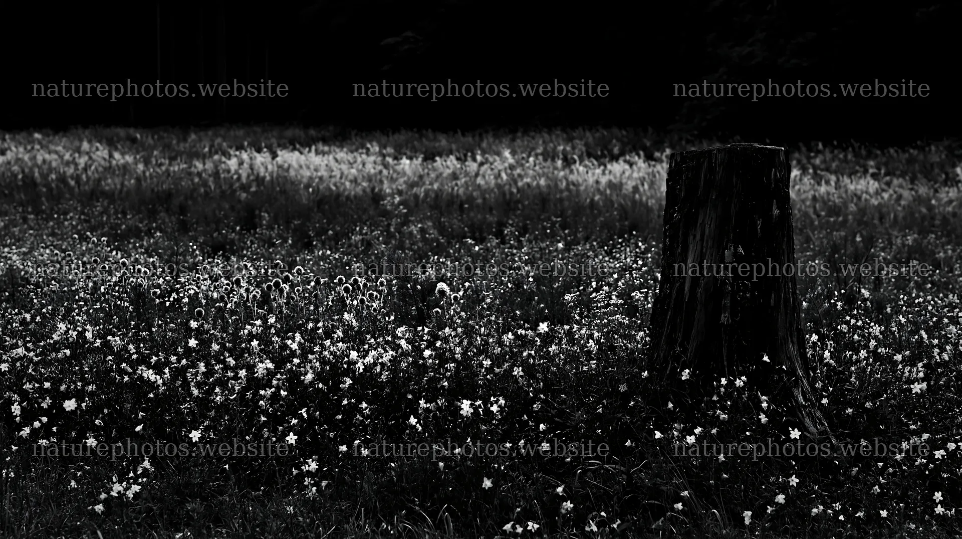 Fukushima native meadow with weathered stump – nature photos 10608x5938