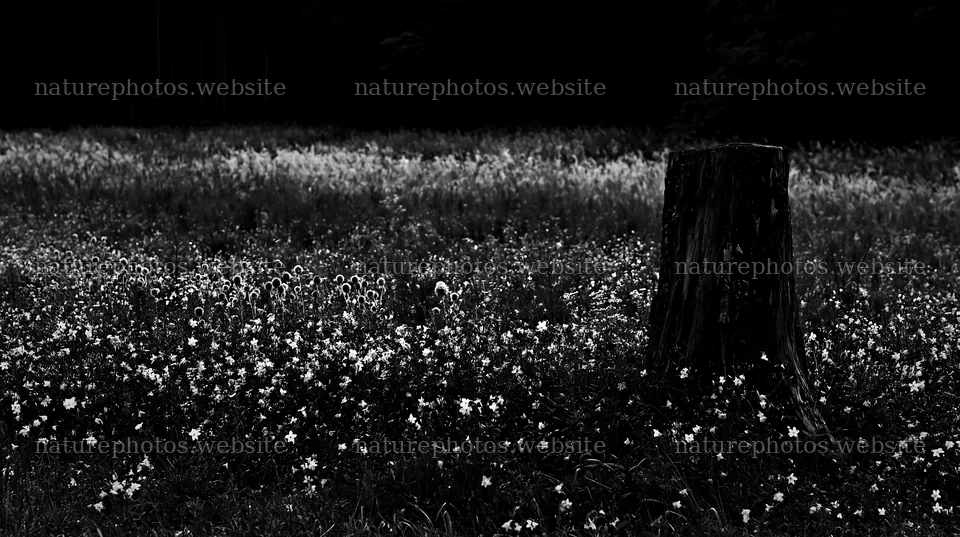 Fukushima native meadow with weathered stump – nature photos 10608x5938
