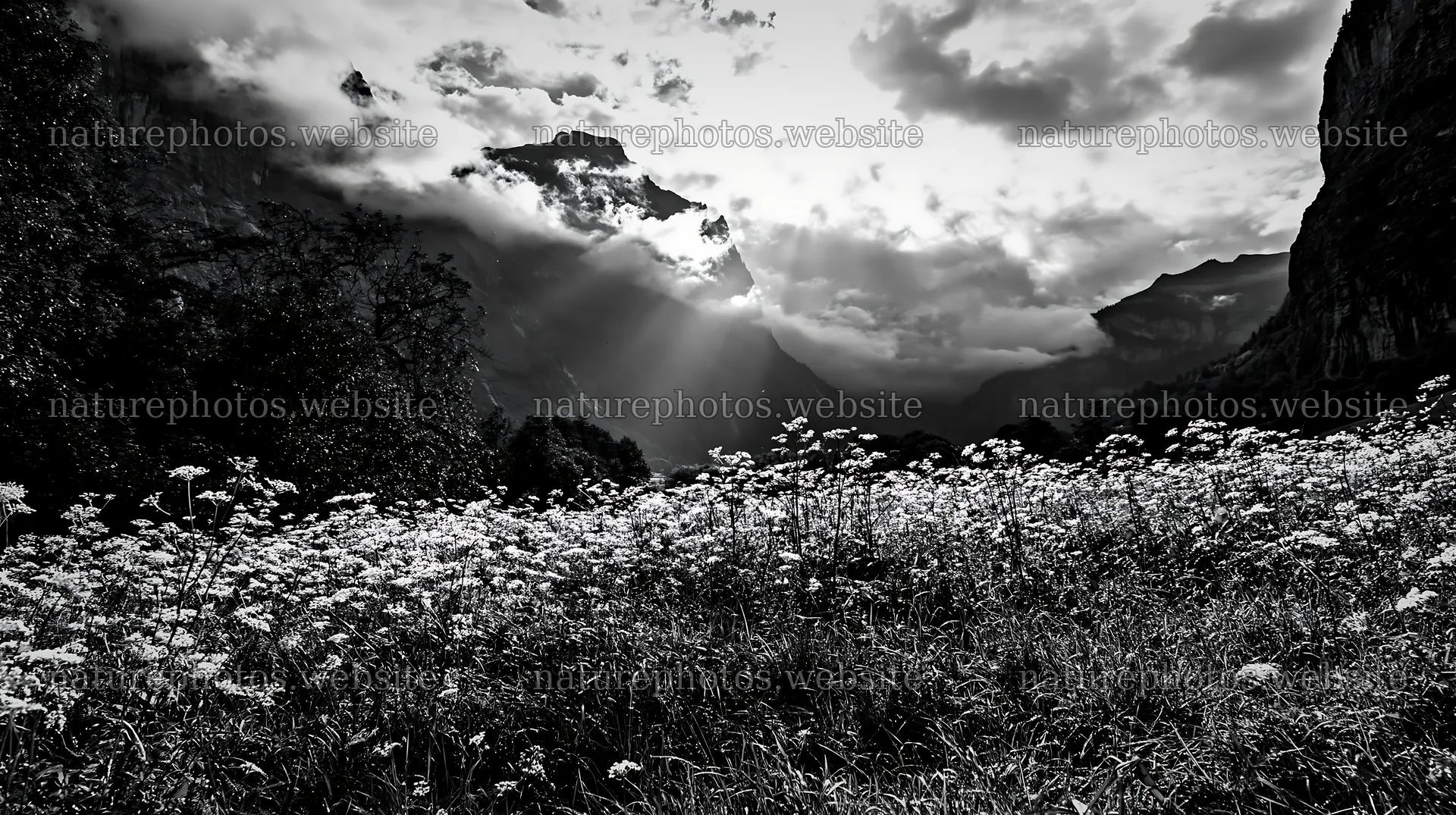 Light rays over Lauterbrunnen Valley meadow with flowers – nature photos 10608x5938