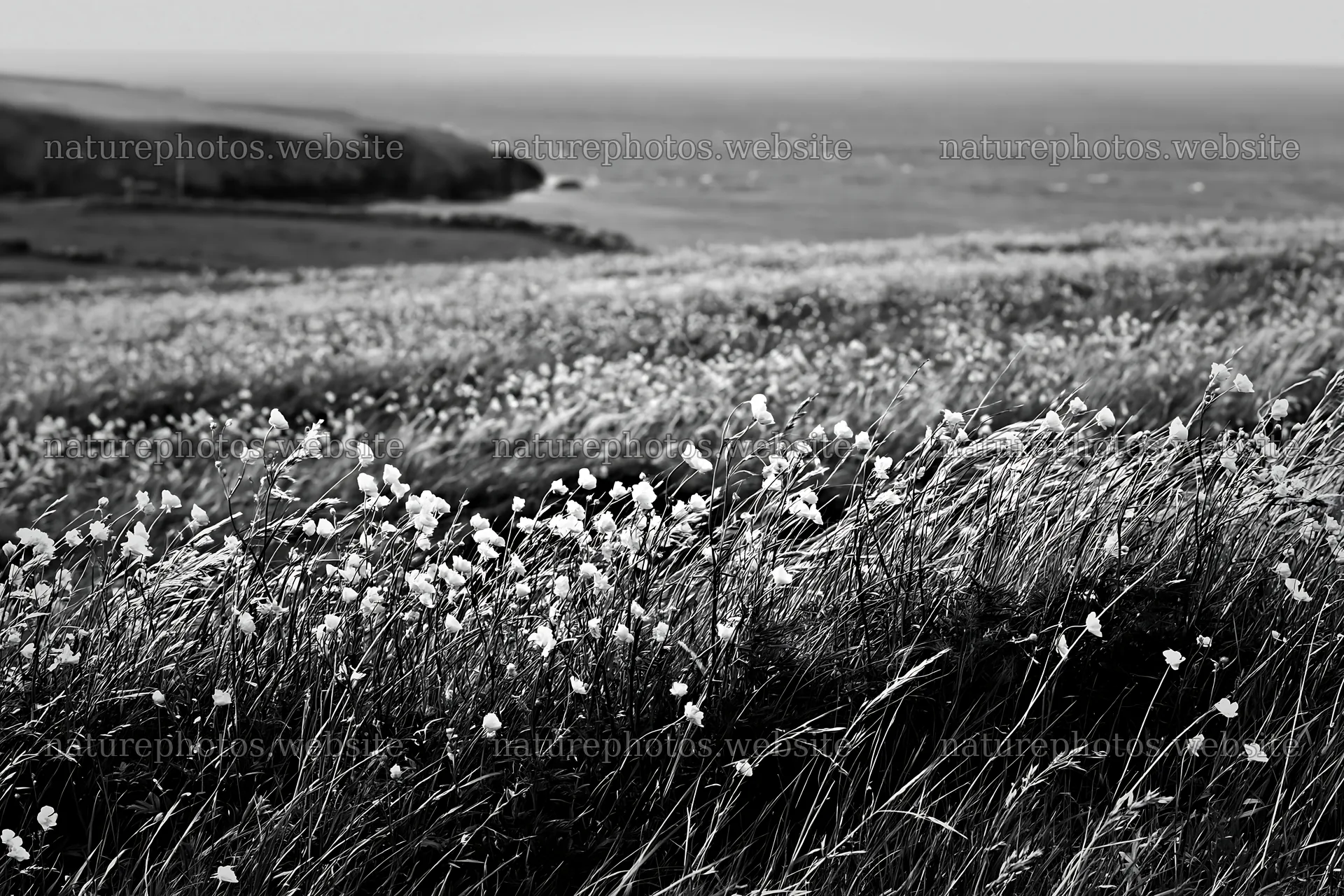 Meadow of buttercup flowers near the ocean coast – nature photos 9722x6480