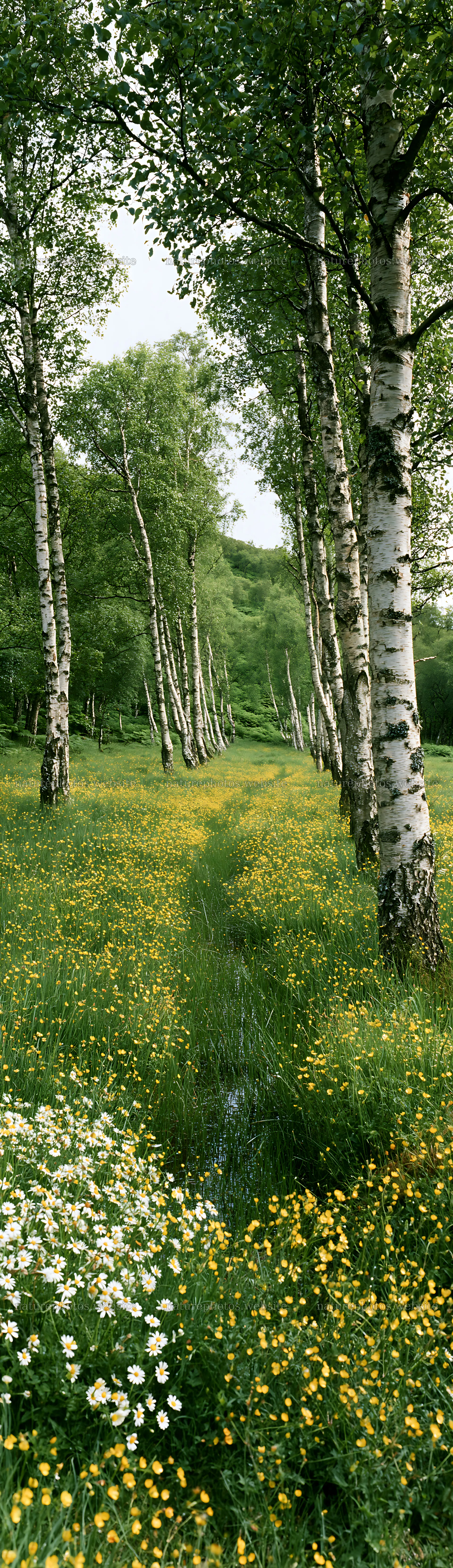 Birch grove with wildflowers in a meadow setting – nature photos 4268x14762