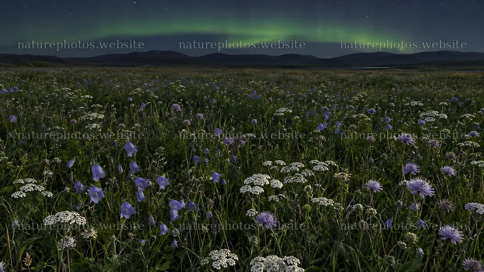 Wildflower Meadow Beneath a Green Aurora – nature photos 10324x5812