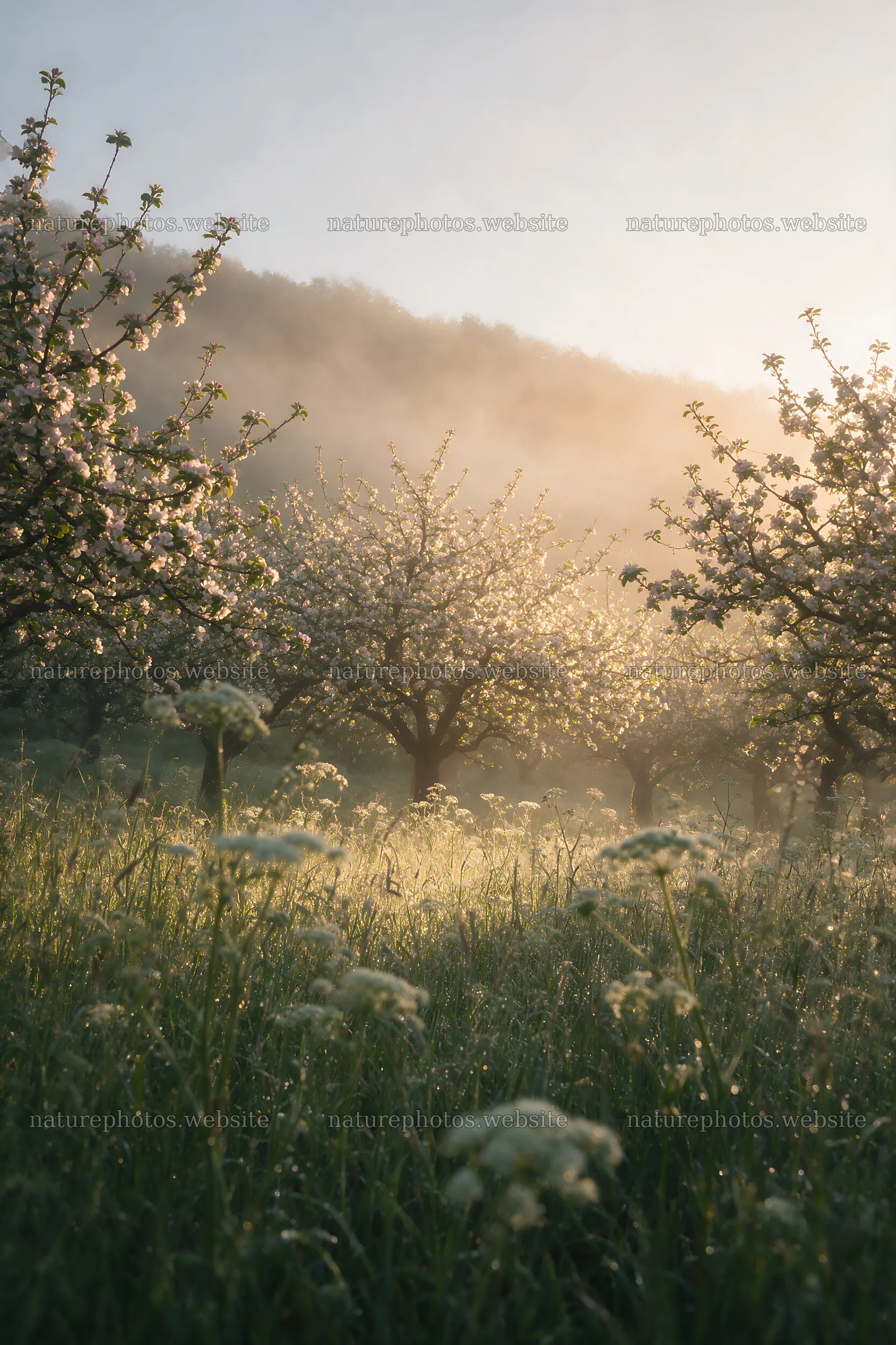 Apple blossom meadow with morning light and fog – nature photos 6480x9722