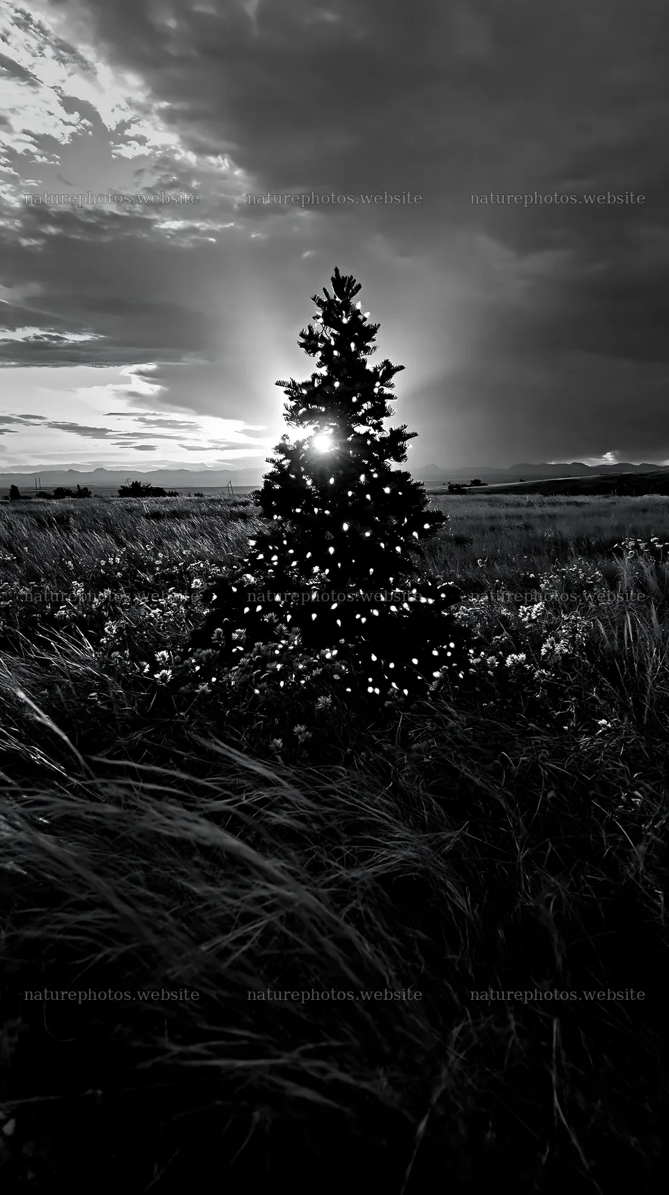 Christmas tree in meadow under bright sky – nature photos 5938x10608
