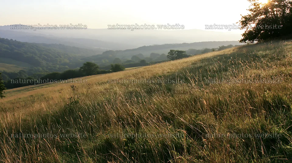 Dew on meadow grass in morning light – nature photos 10608x5938