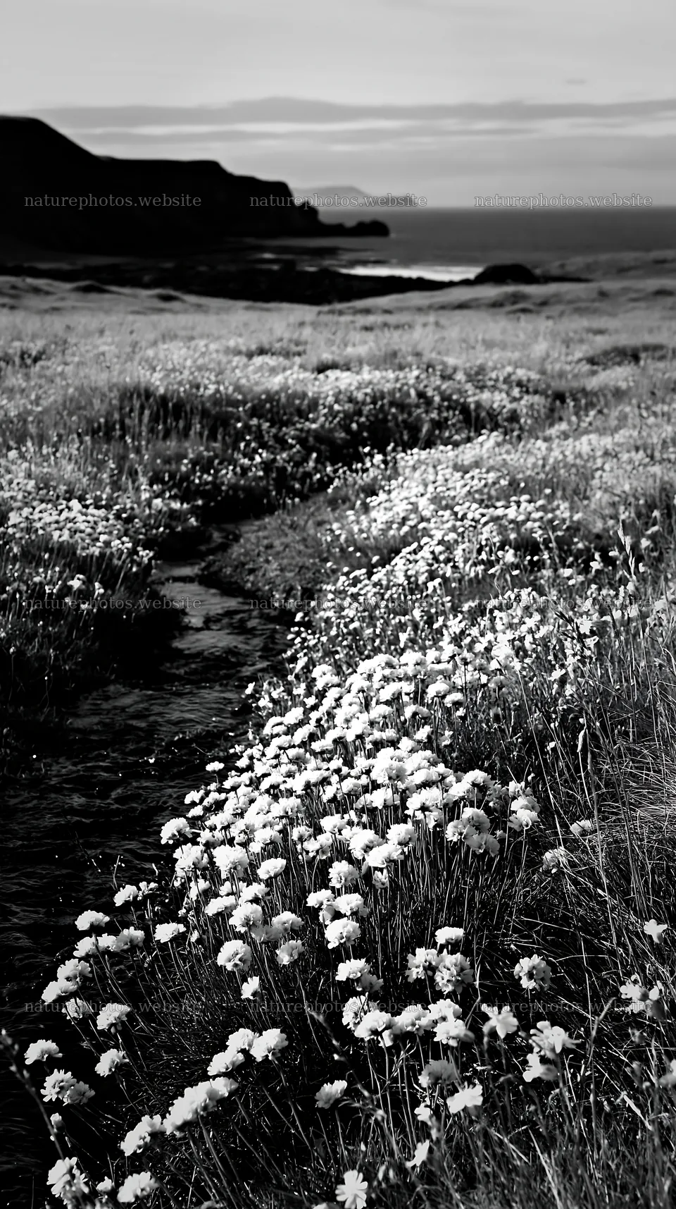 Wildflowers along a stream in a meadow near the coast – nature photos 5938x10608