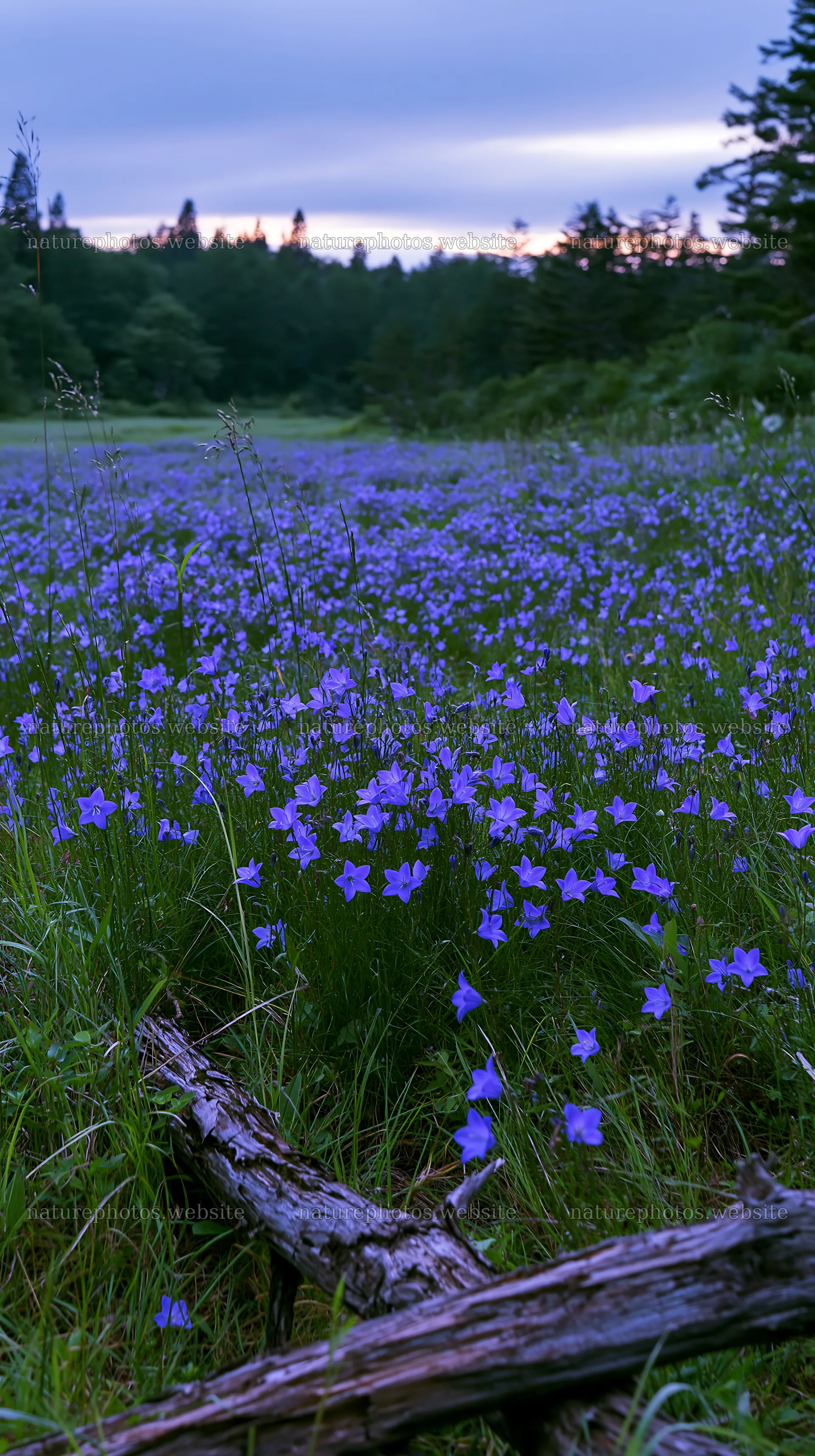Yamagata rewilded meadow with fallen branch in the foreground – nature photos 5938x10608