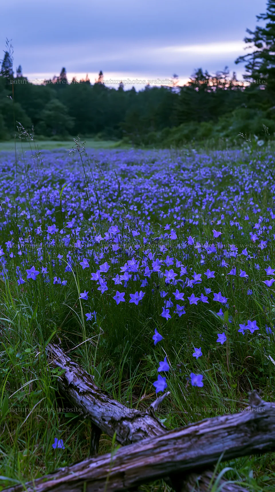 Yamagata rewilded meadow with fallen branch in the foreground – nature photos 5938x10608