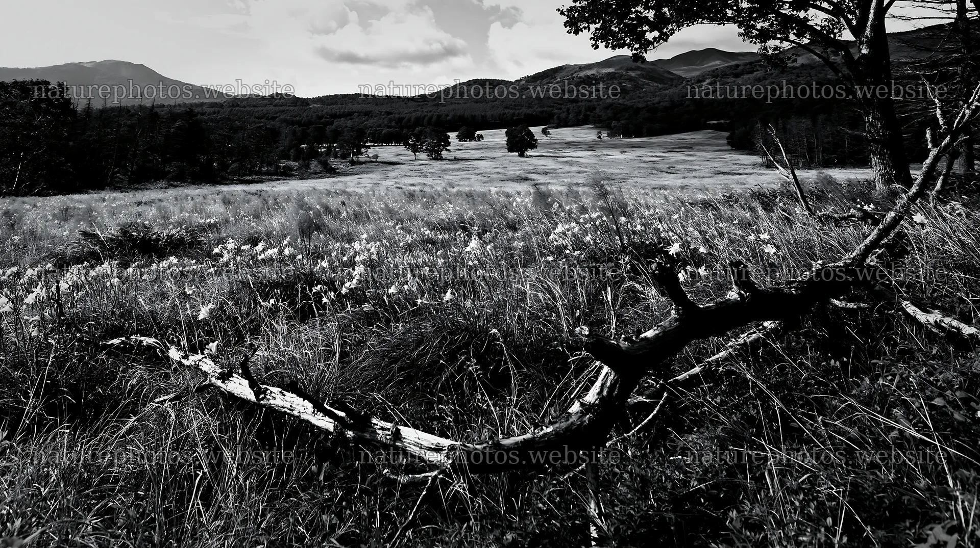 Yamagata rewilded meadow fallen branch foreground – nature photos 10608x5938