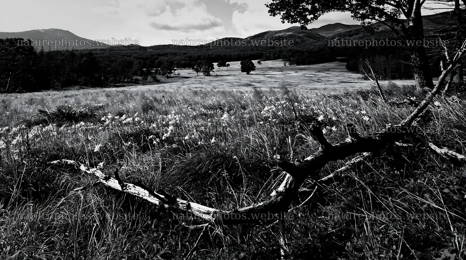 Yamagata rewilded meadow fallen branch foreground – nature photos 10608x5938