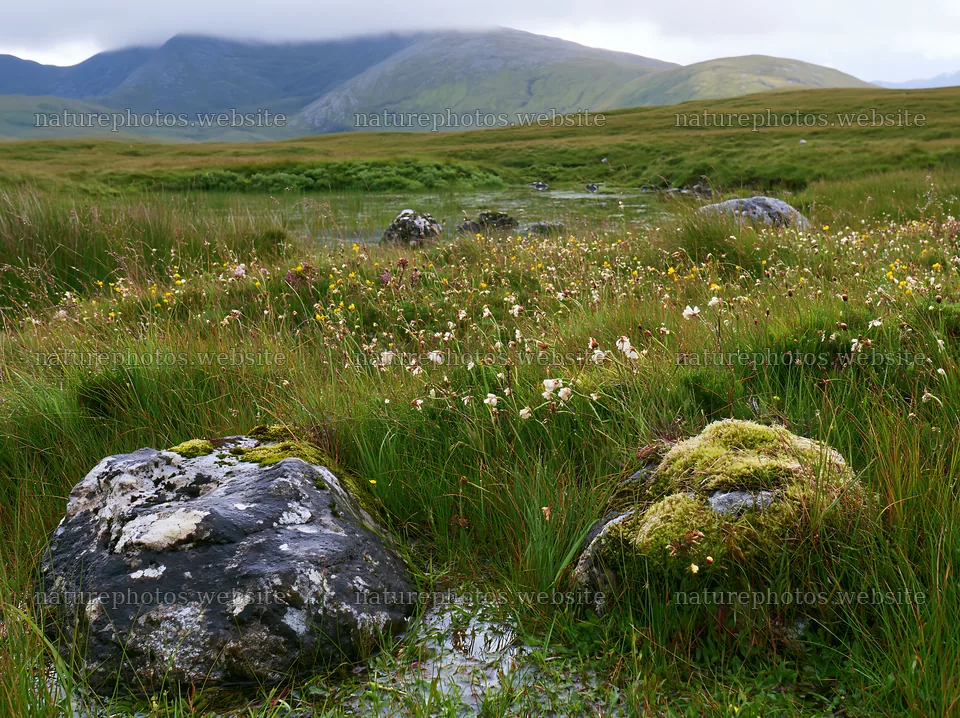 Mossy boulders in a meadow with wildflowers and grass – nature photos 9174x6866