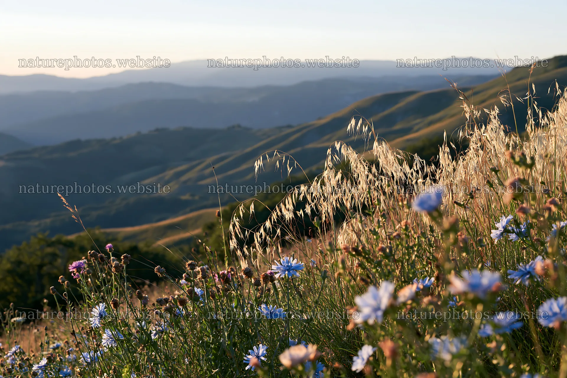 Meadow with seedheads and flowers at sunset in the mountains – nature photos 9722x6480