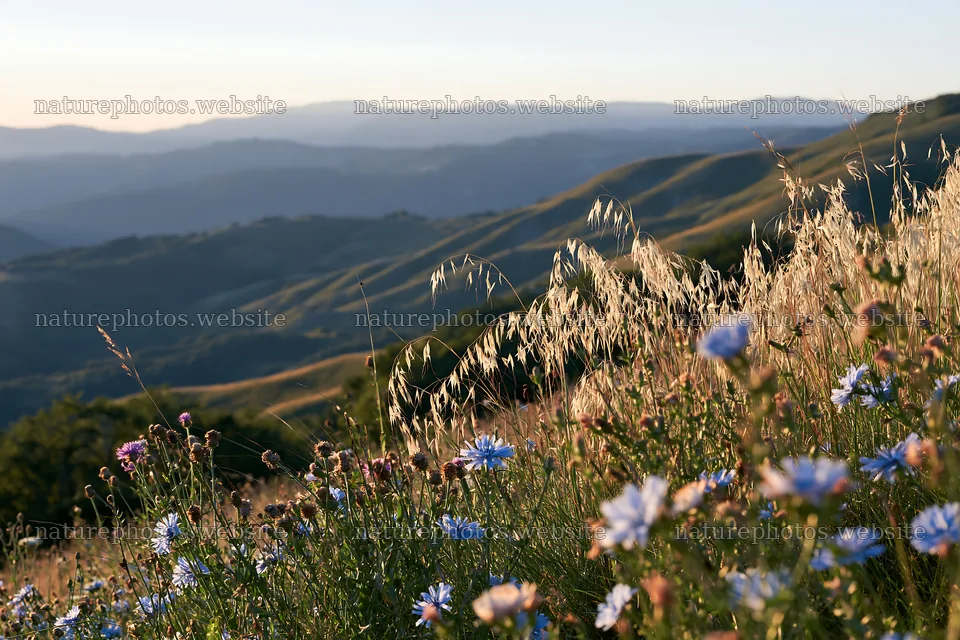 Meadow with seedheads and flowers at sunset in the mountains – nature photos 9722x6480