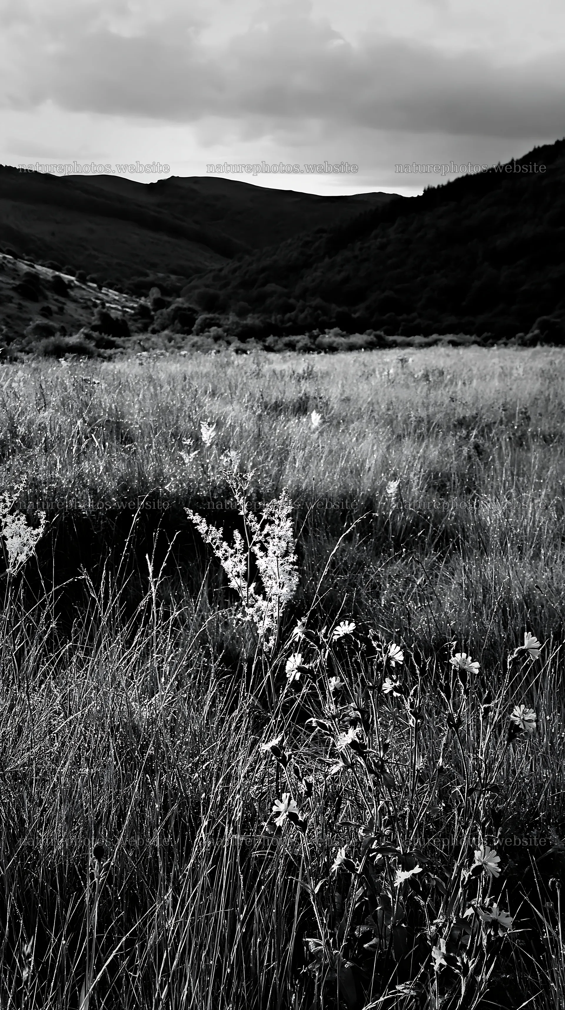 Cloudy foothill meadow with wildflowers and distant hills – nature photos 5938x10608