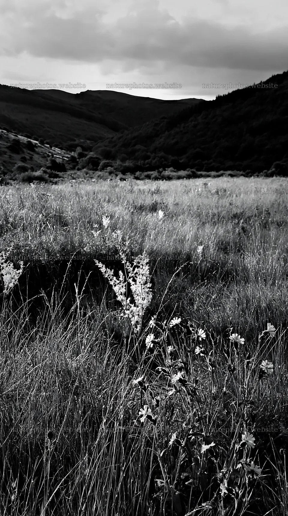 Cloudy foothill meadow with wildflowers and distant hills – nature photos 5938x10608