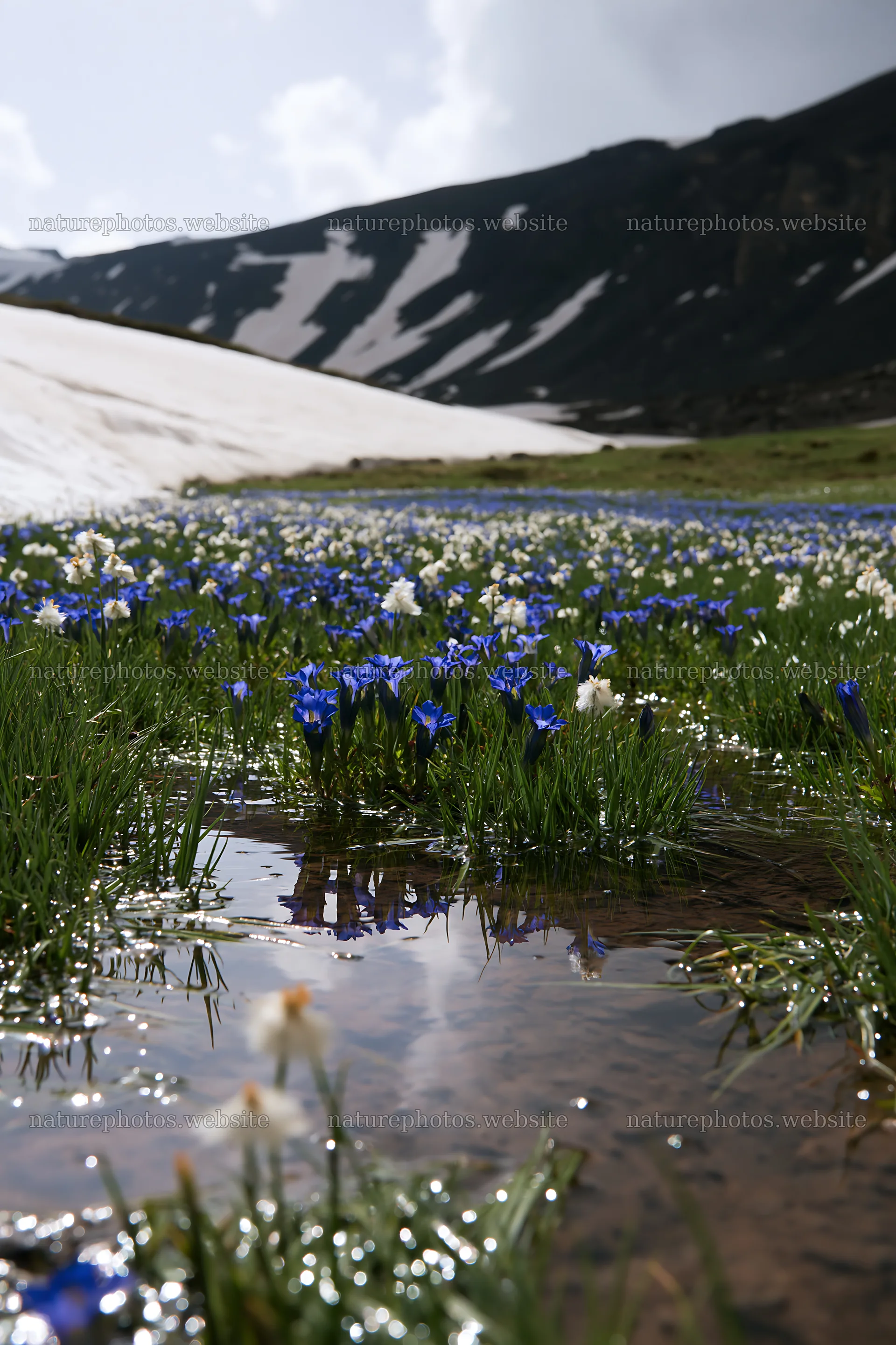 Swiss alpine meadow with blooming flowers and mountain backdrop – nature photos 6480x9722