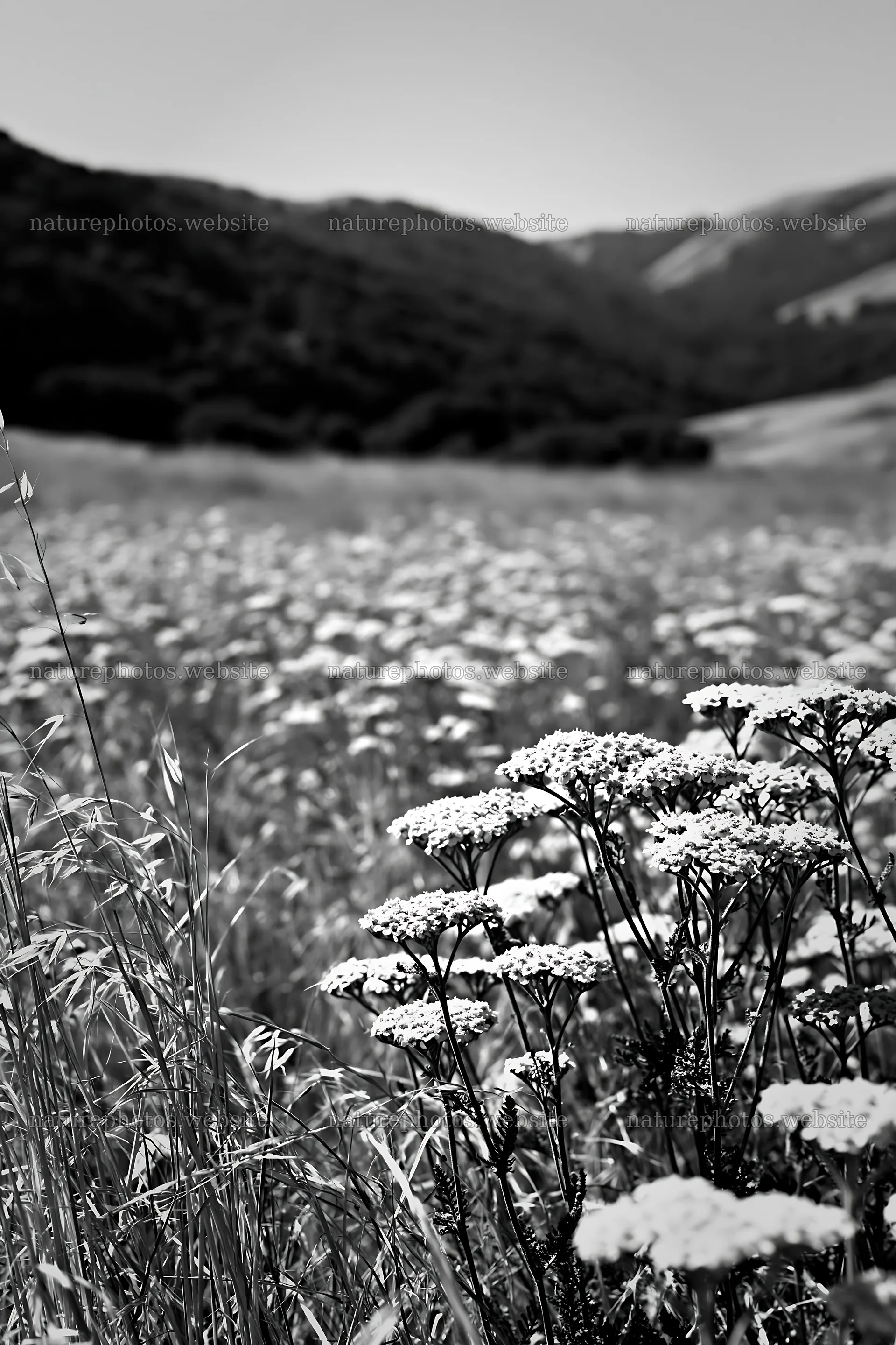 Sunny meadow filled with umbels near mountains – nature photos 6480x9722