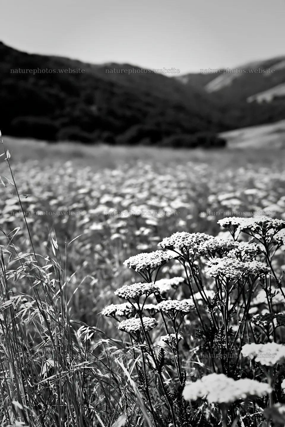 Sunny meadow filled with umbels near mountains – nature photos 6480x9722