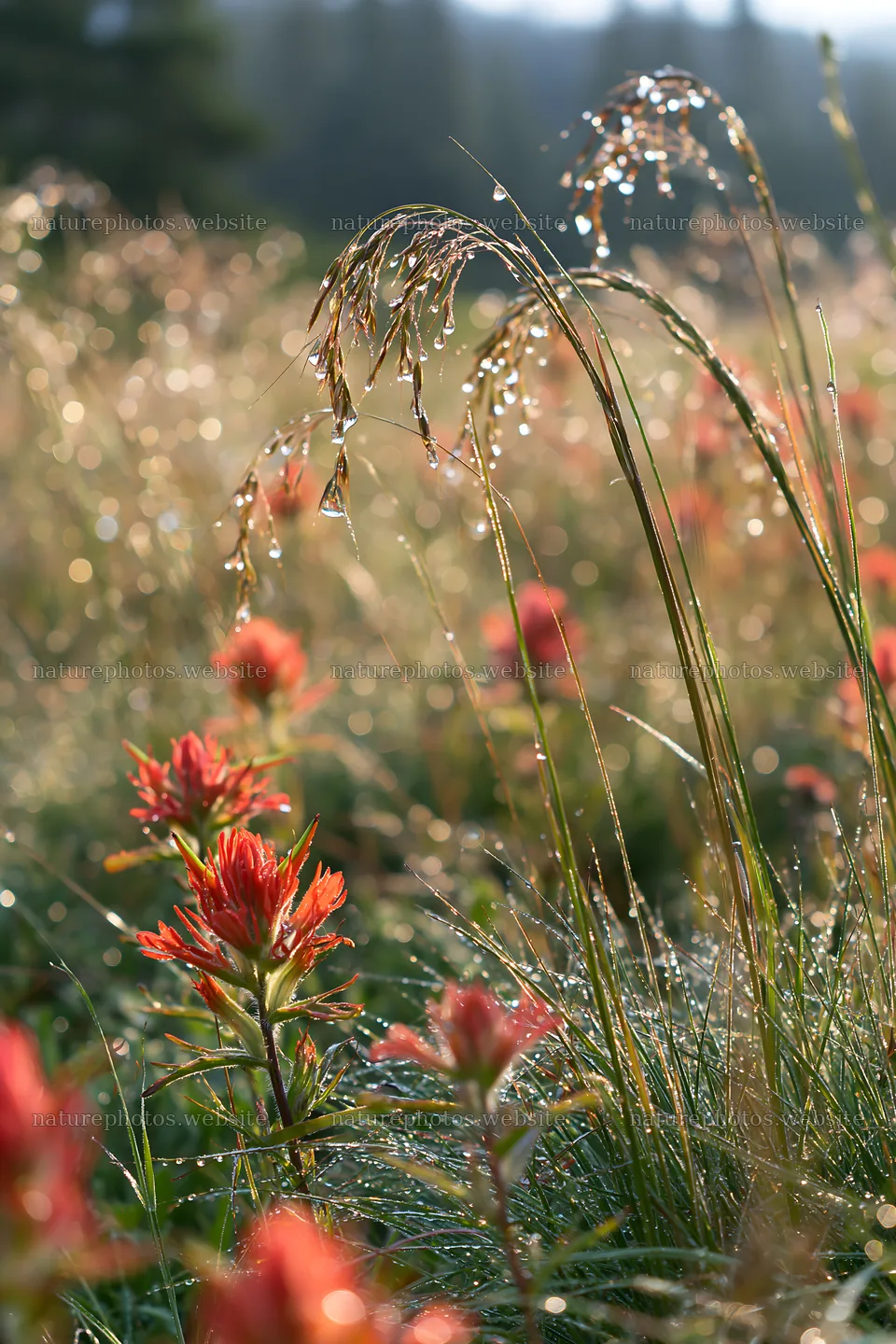 Meadow grass seedheads with wildflowers in early morning light – nature photos 6480x9722