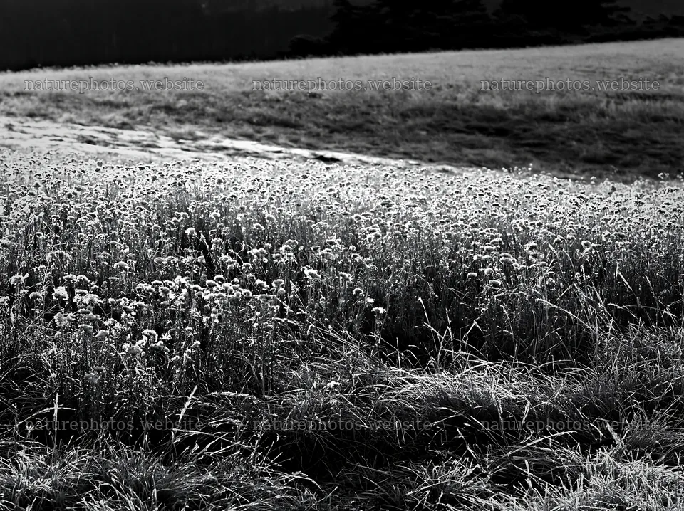 Tall grass meadow under sunlight with flowers – nature photos 9174x6866