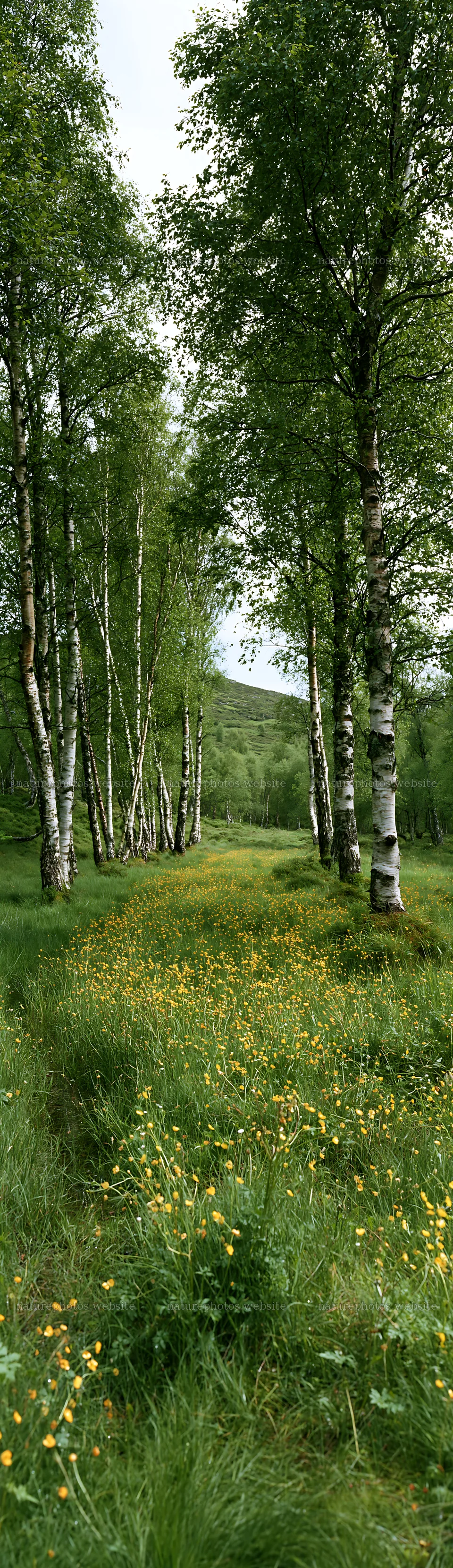 Birch grove with flowers in a green meadow – nature photos 4268x14762