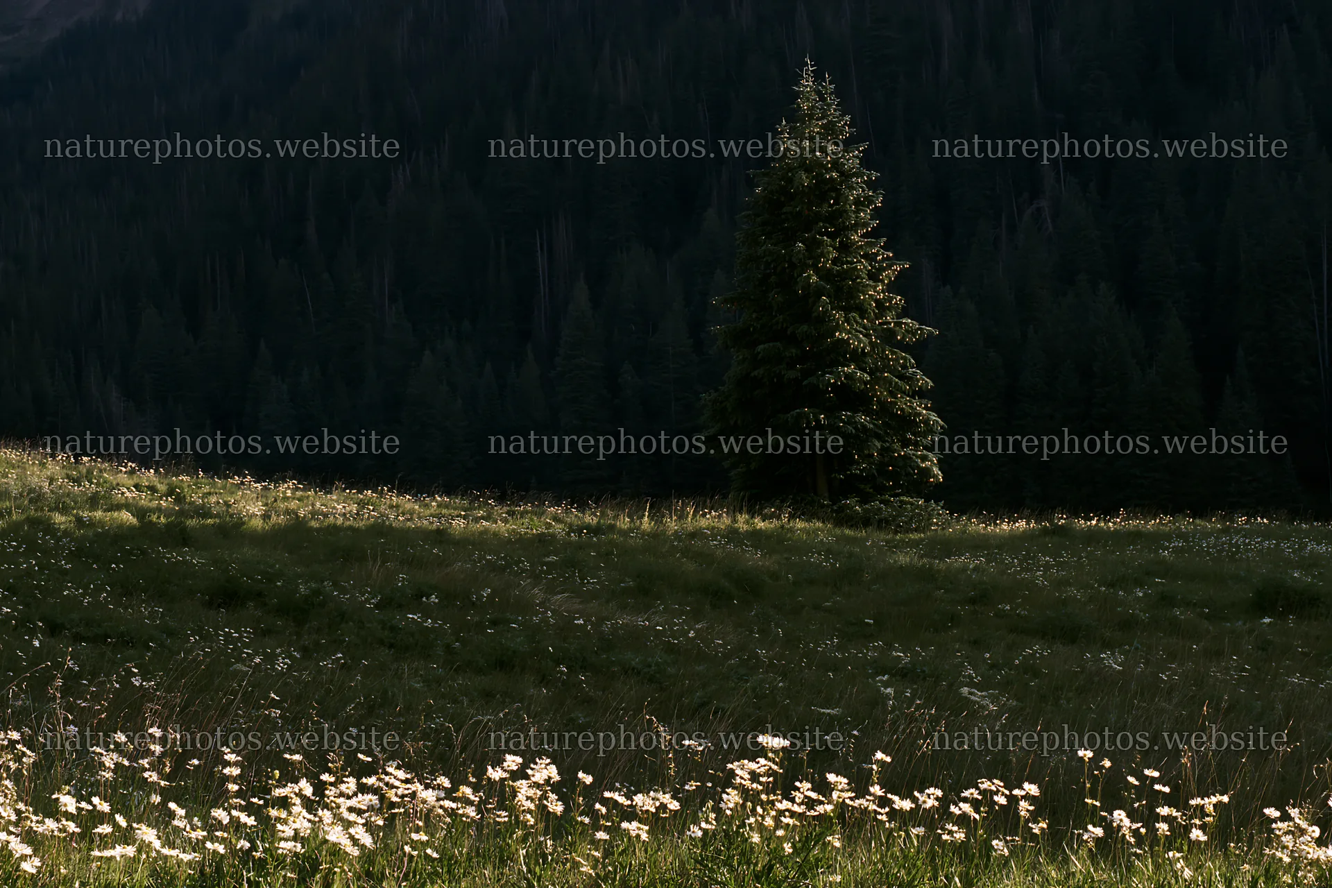 Christmas tree in snowy mountain valley meadow at night – nature photos 9722x6480