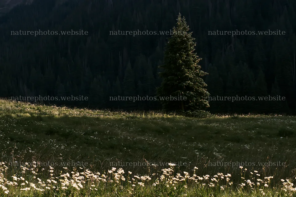 Christmas tree in snowy mountain valley meadow at night – nature photos 9722x6480