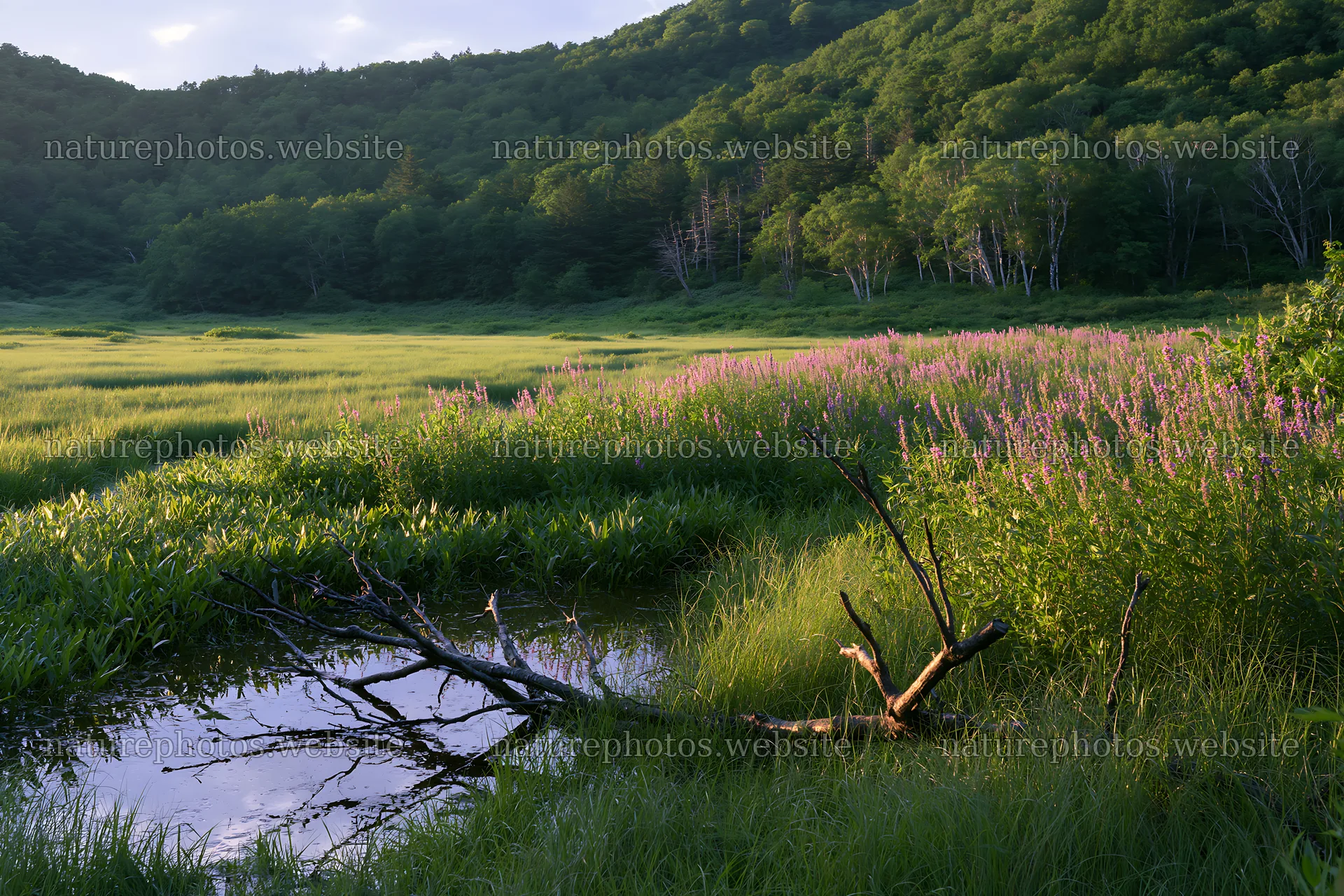 Yamagata rewilded meadow fallen branch foreground – nature photos 9722x6480
