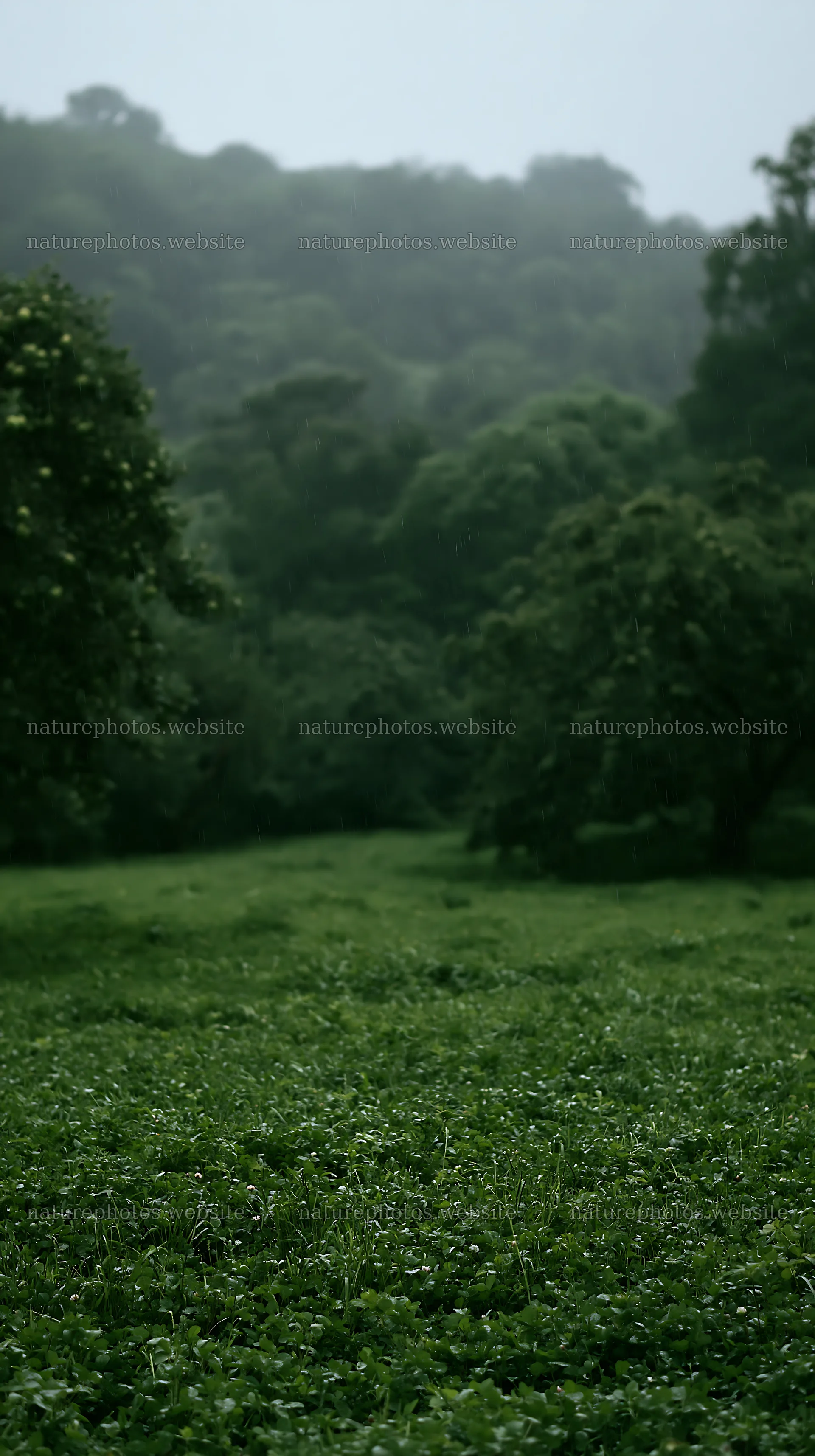 Clover apple meadow in a green landscape with trees – nature photos 5938x10608