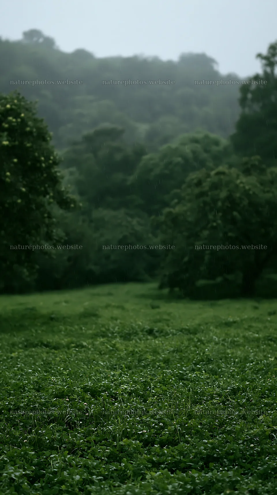 Clover apple meadow in a green landscape with trees – nature photos 5938x10608